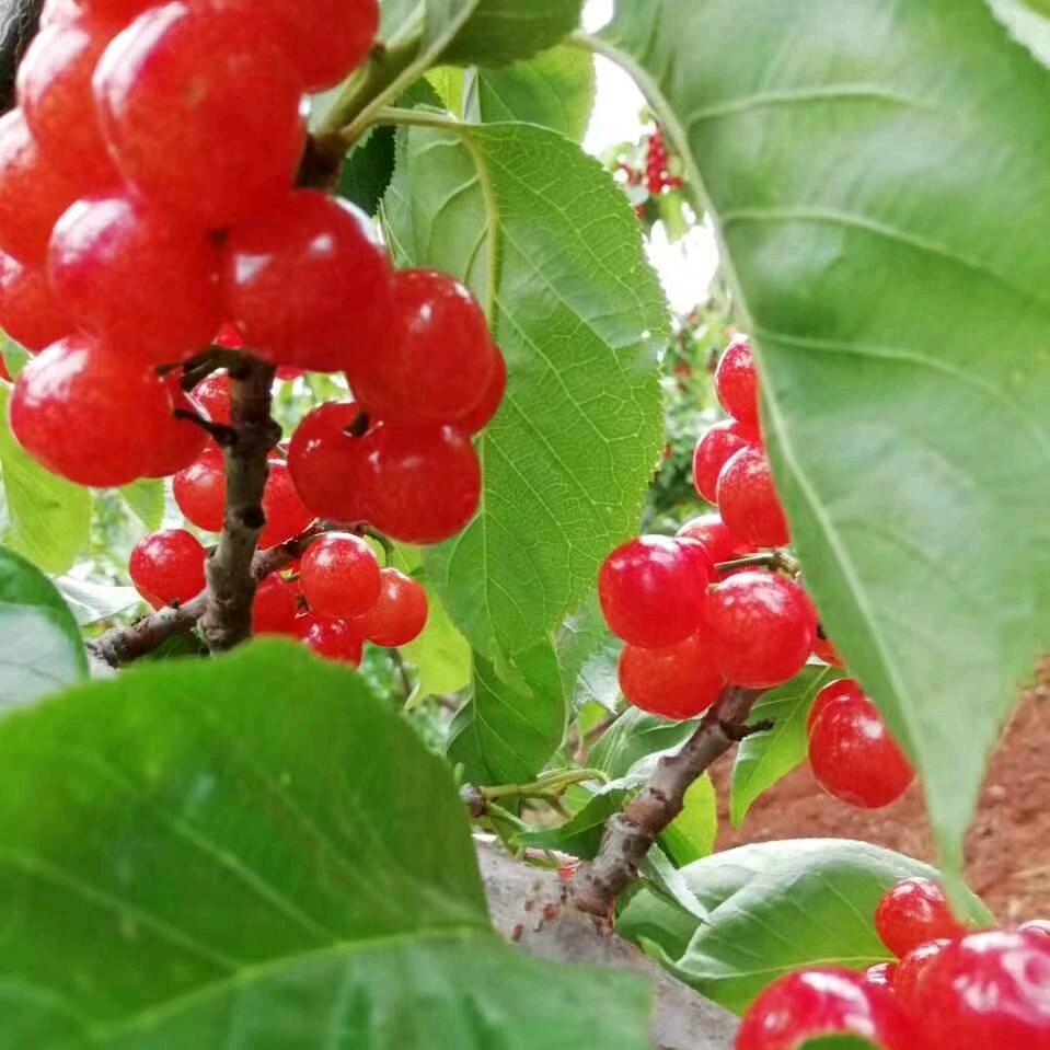 苍天无倩，大地无爱