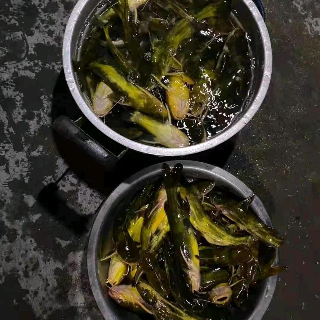 户外夜钓黄辣丁
