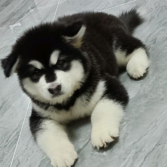 瑞士挪威﹌美欧加敏感超大件。🤗