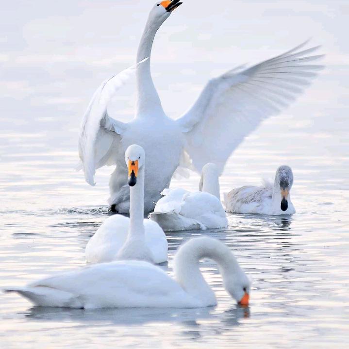 小师傅