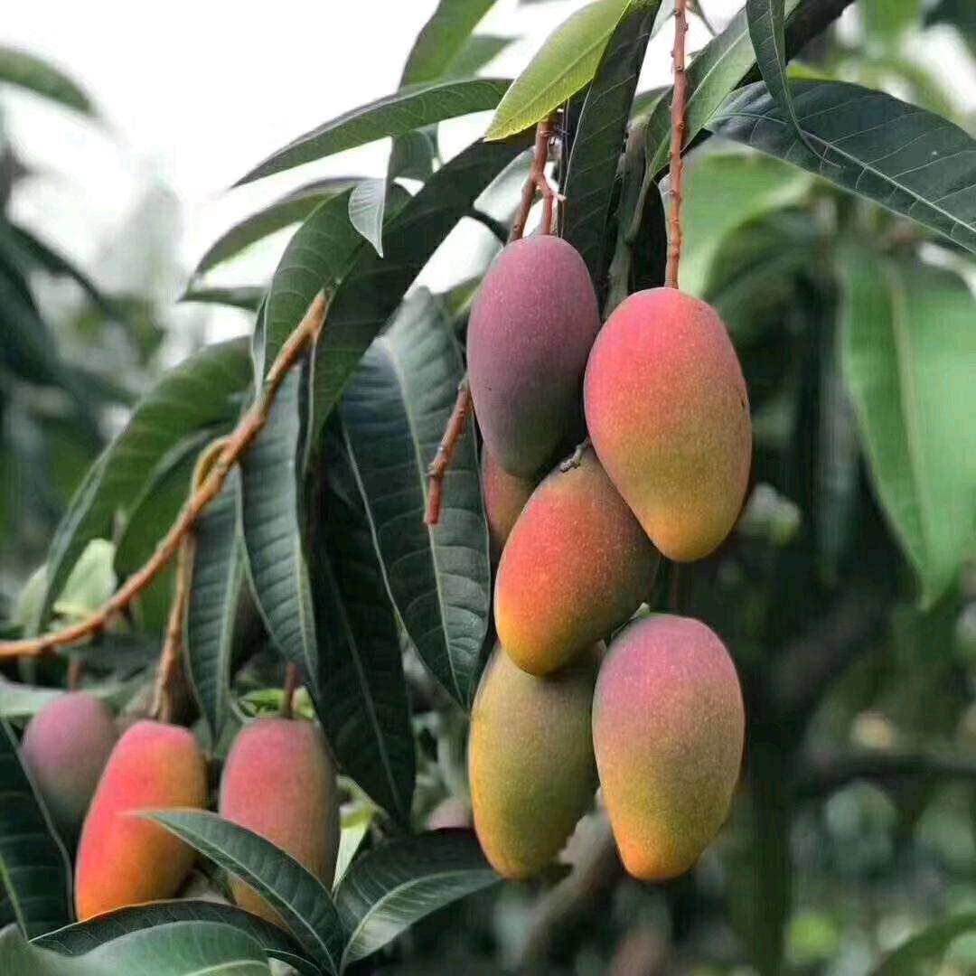 @芒果西施