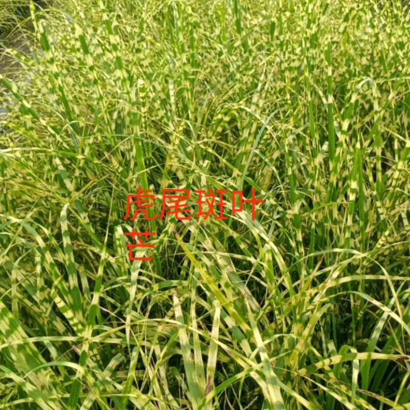 百亩观赏草江苏邳州