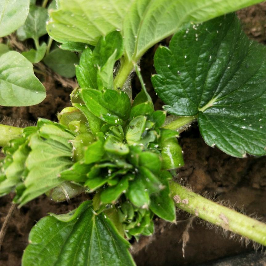 张氏草莓基地🍓