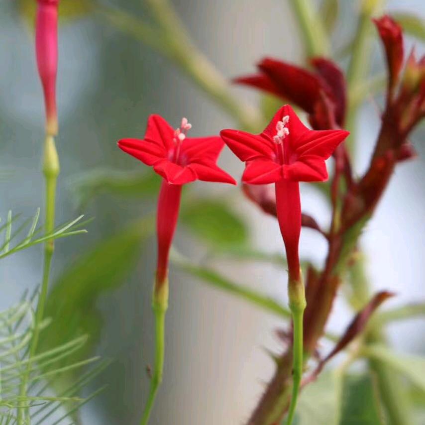 花与