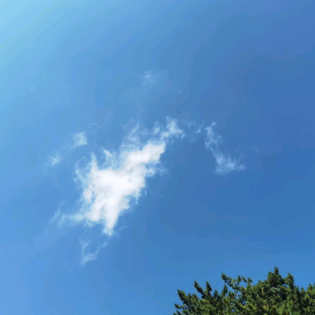启明子