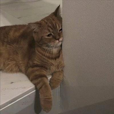 の大脸猫