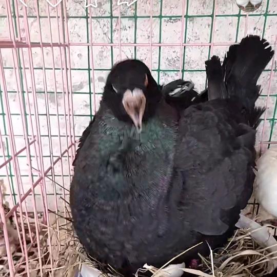 昕诚养殖