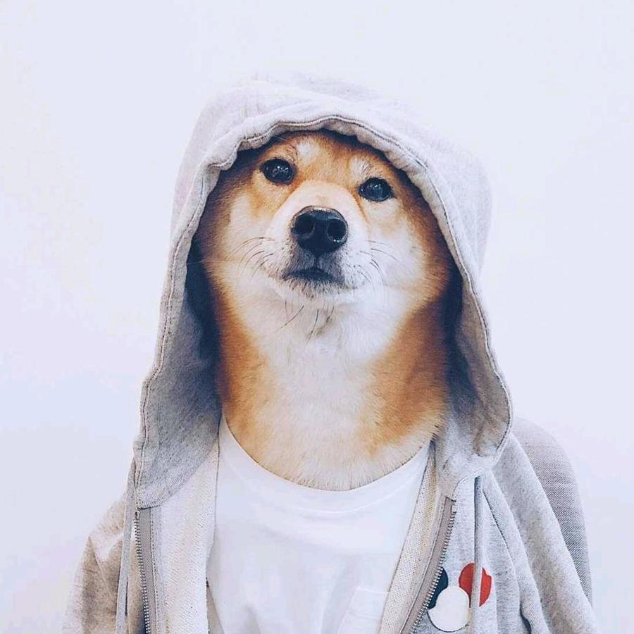 猪小贱