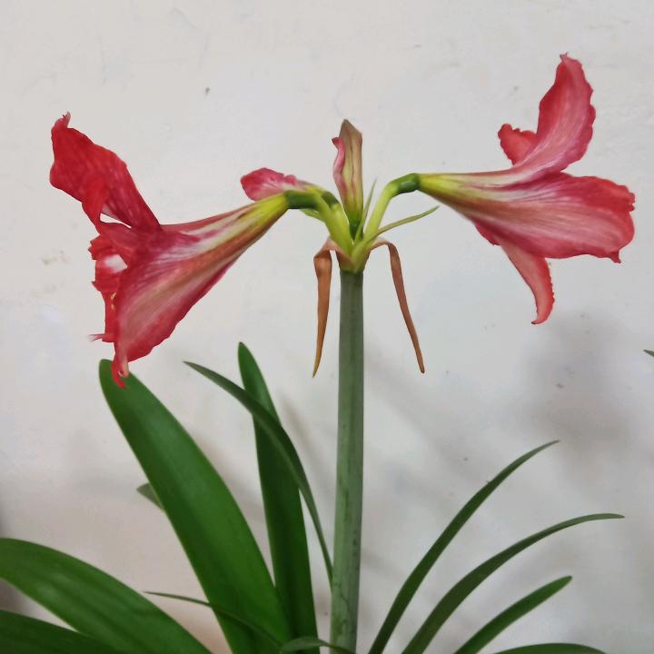微风1