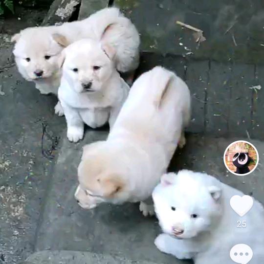有条大鱼