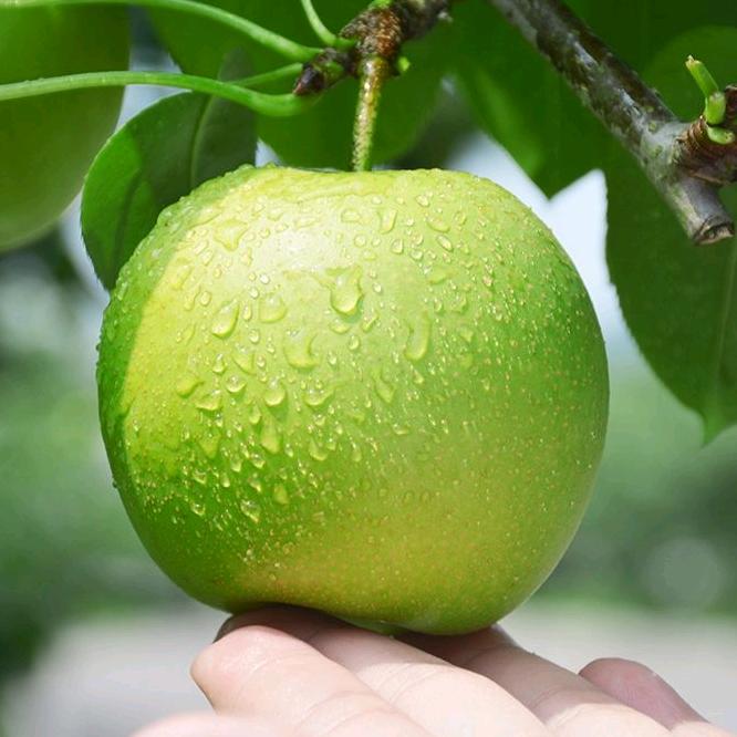 纪氏家园生鲜旗舰店