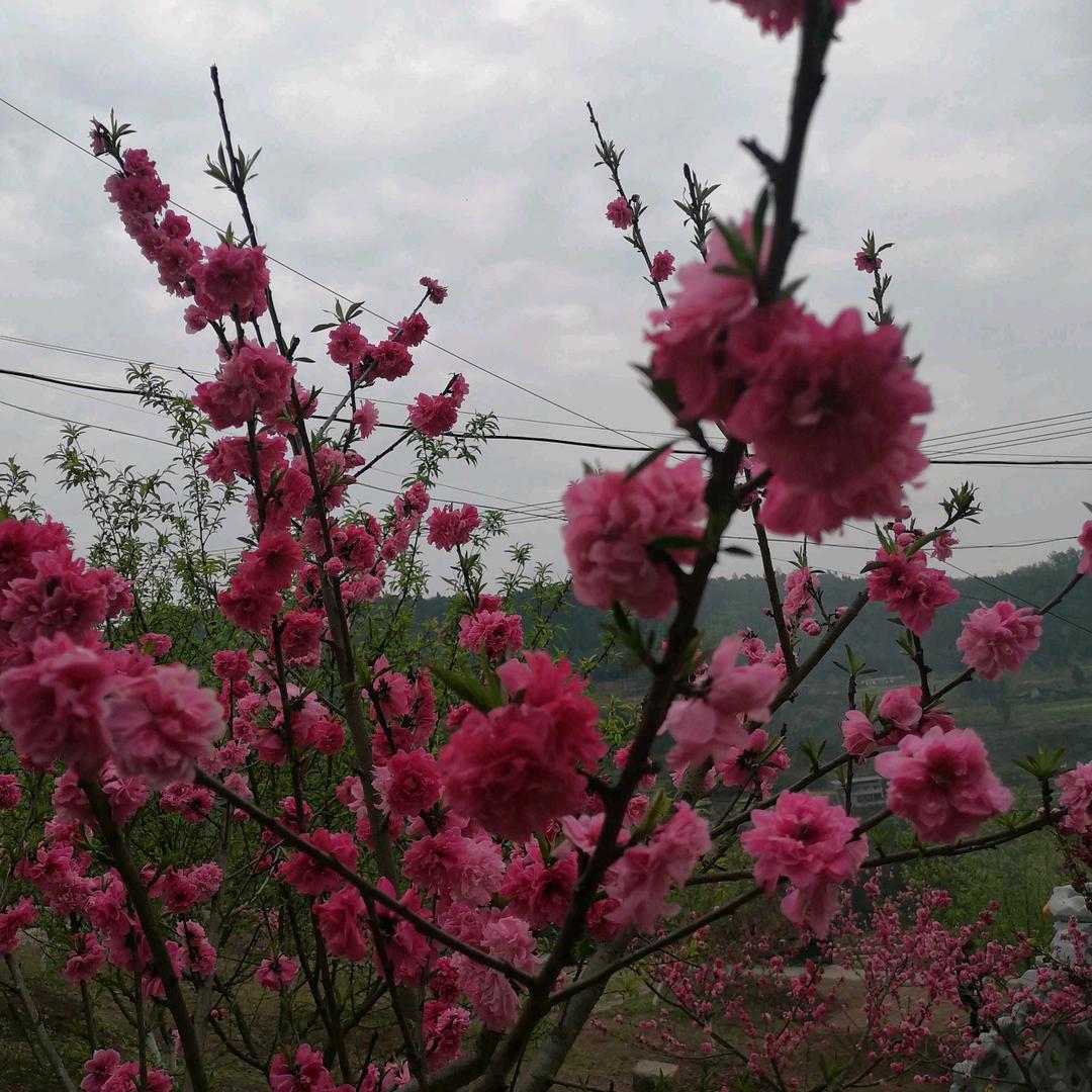 芙蓉花开