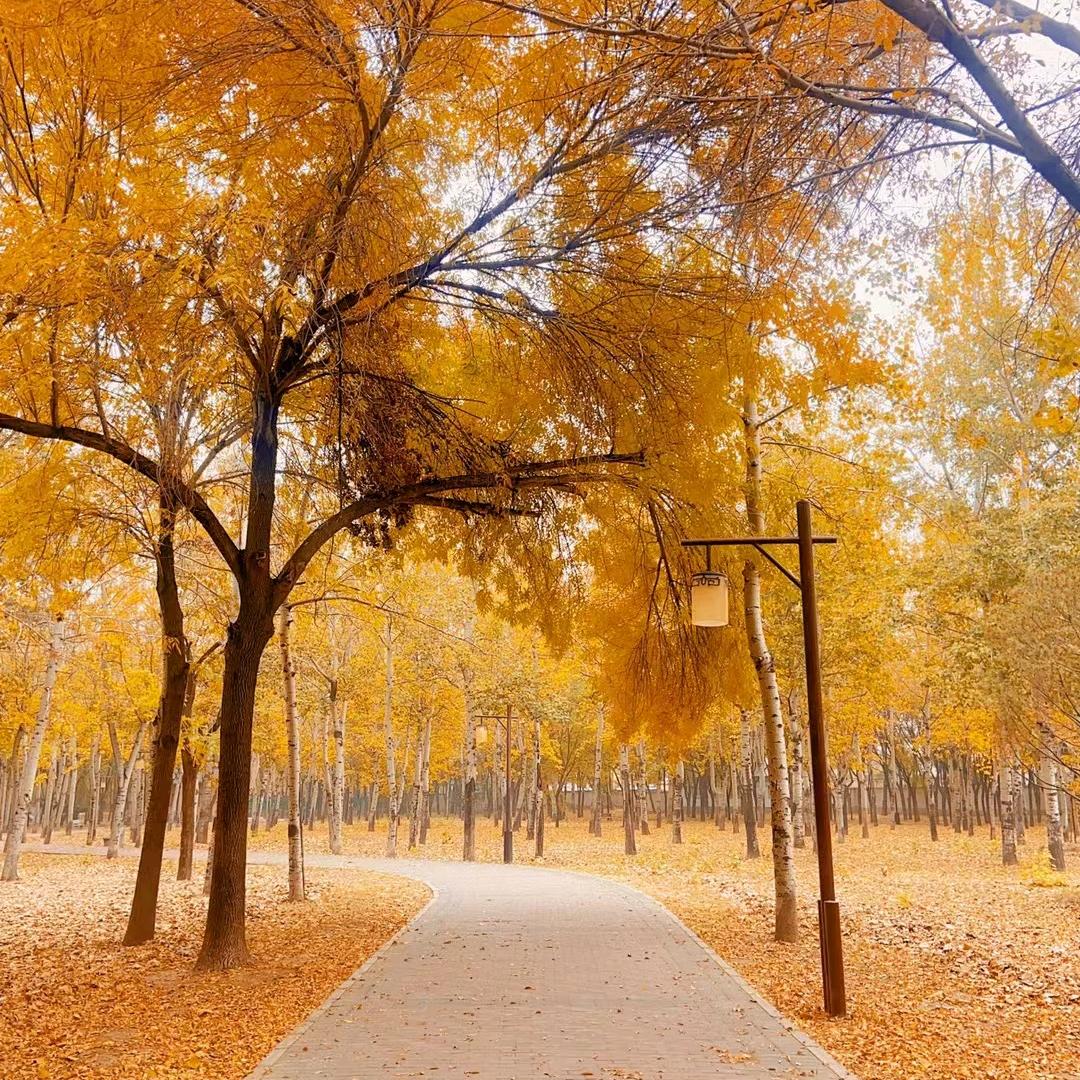 爱吃秋葵花煎蛋的大圆脸