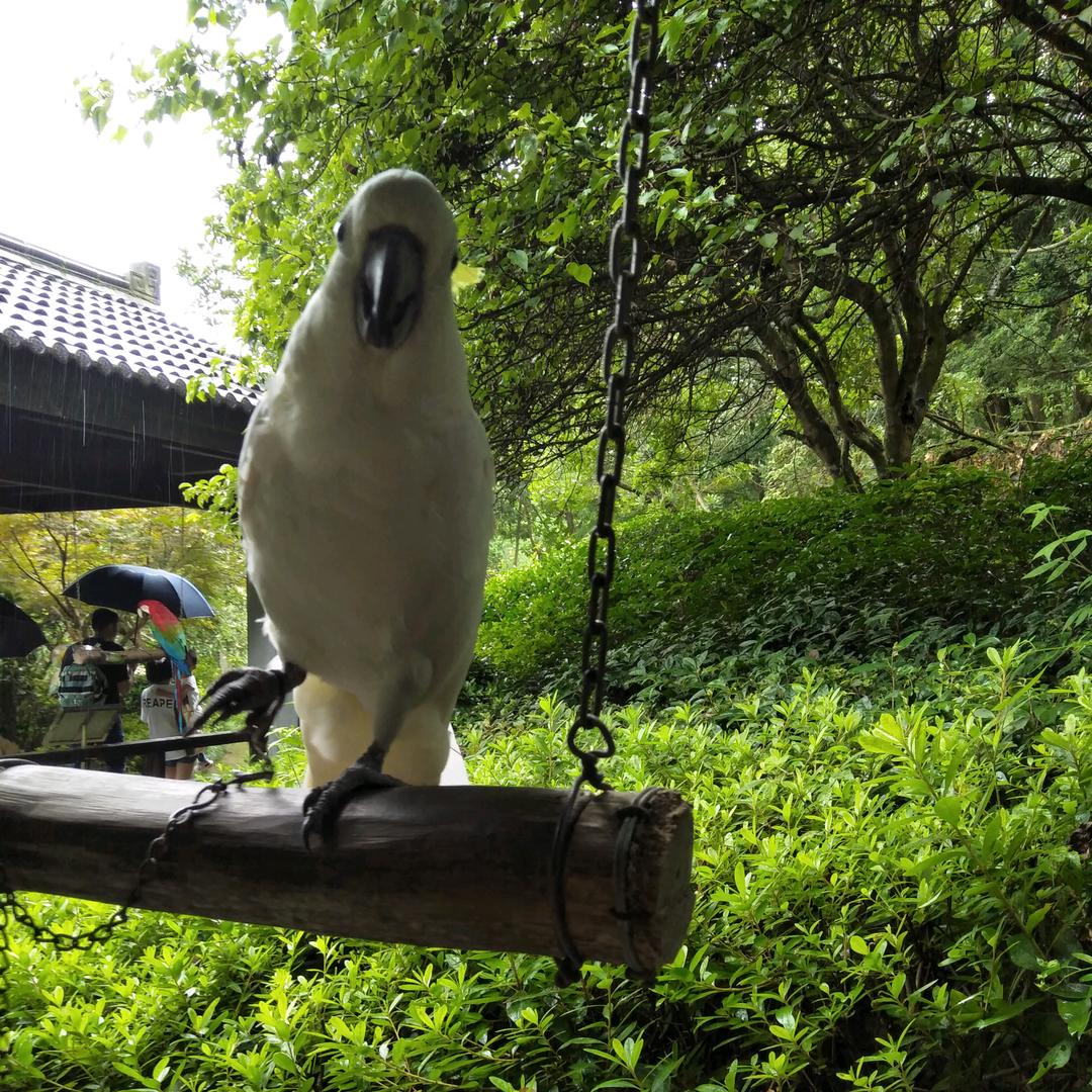 毛大姐