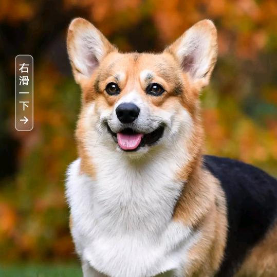 也许就也许吧589