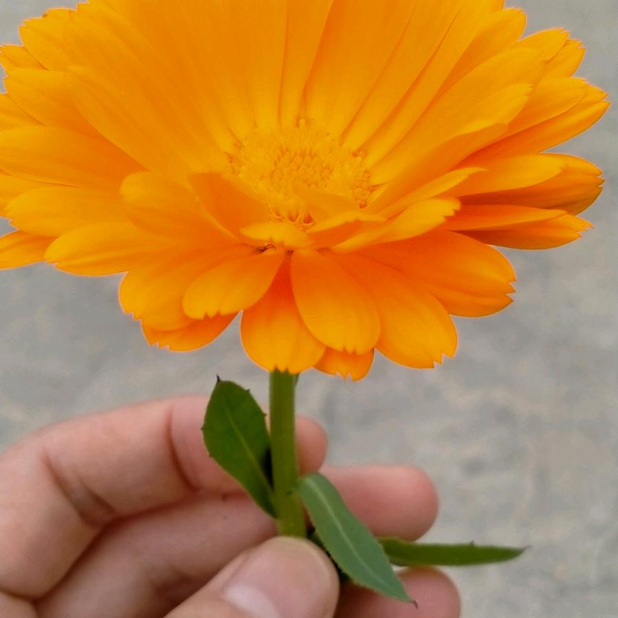 翟集油坊