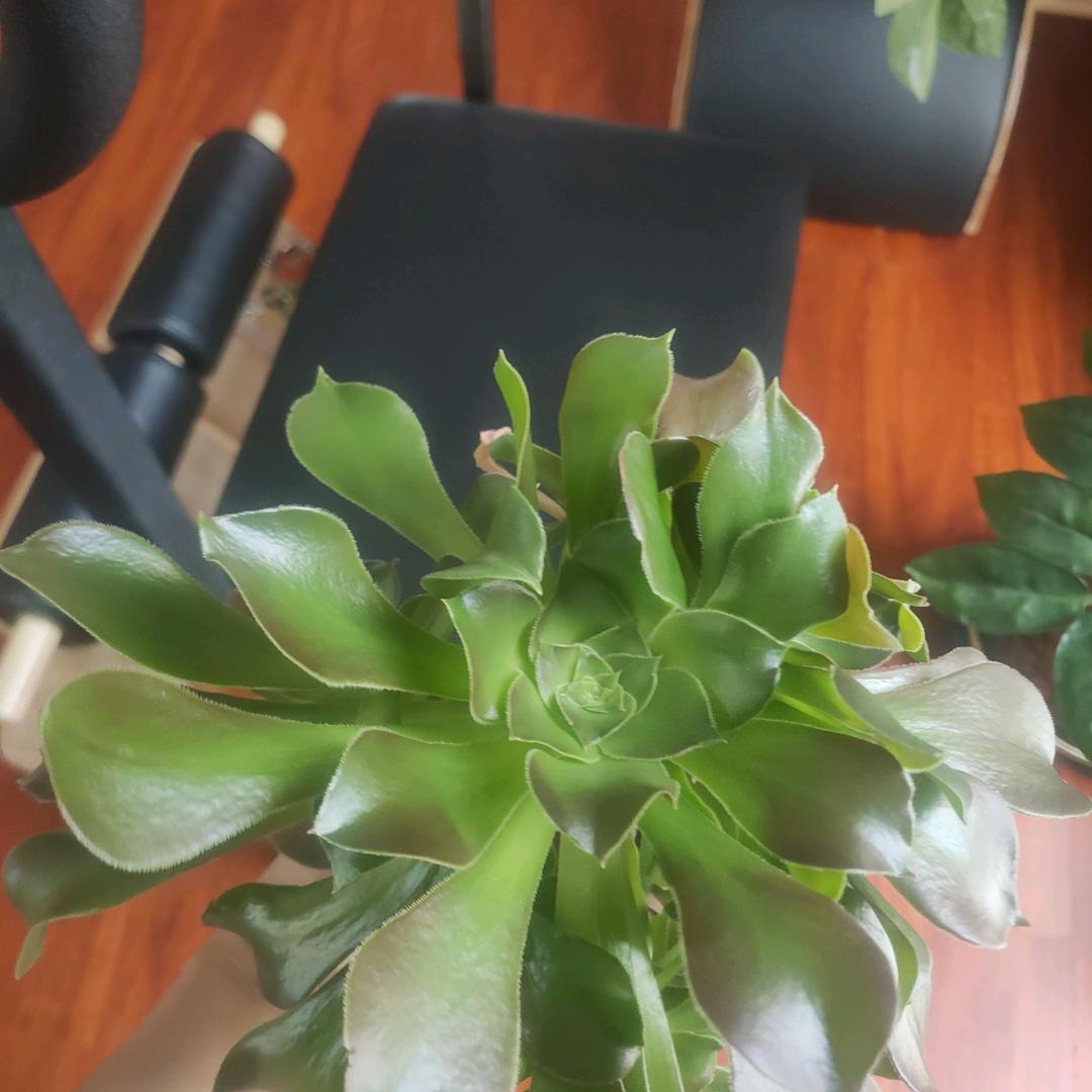 小点点