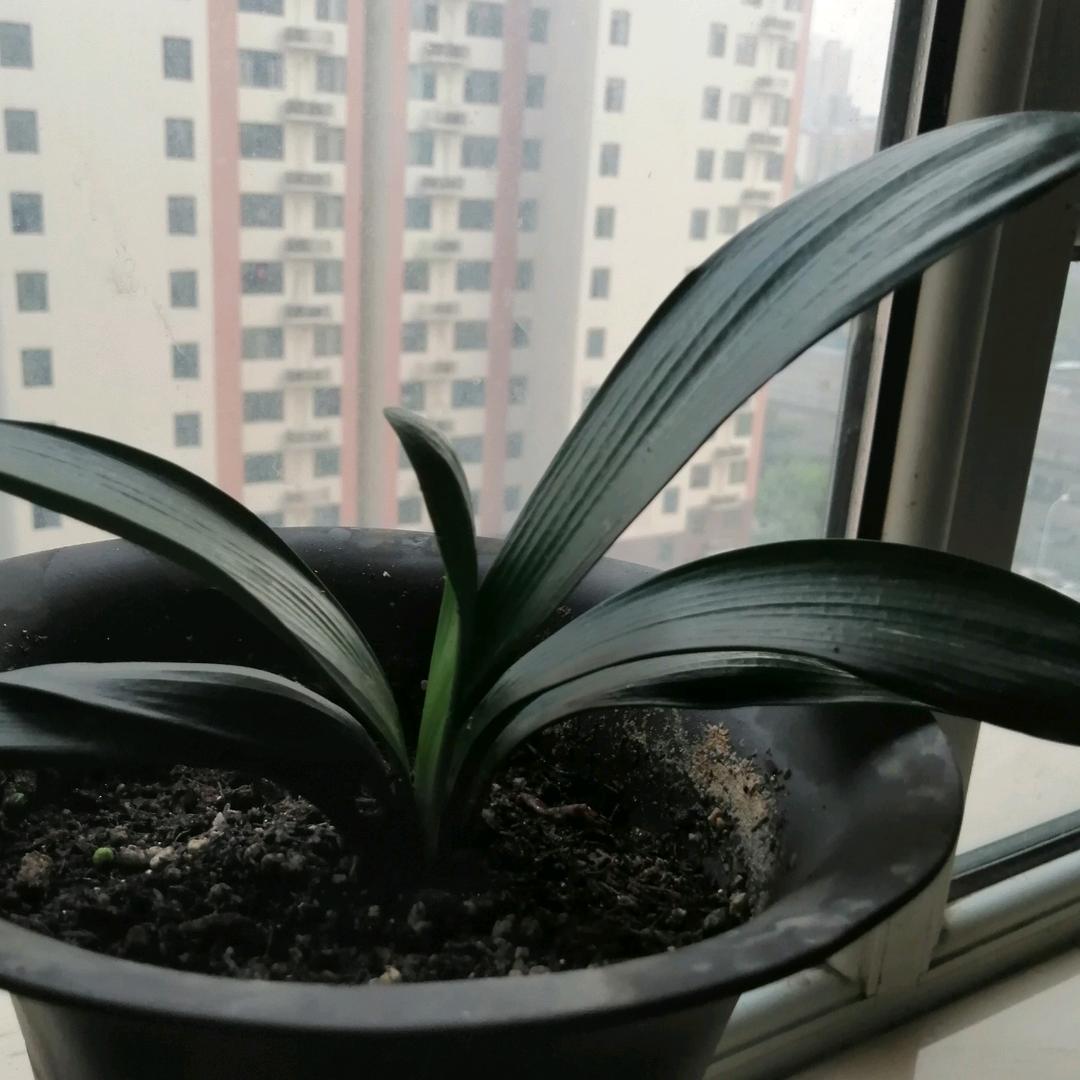 柳暗花明1