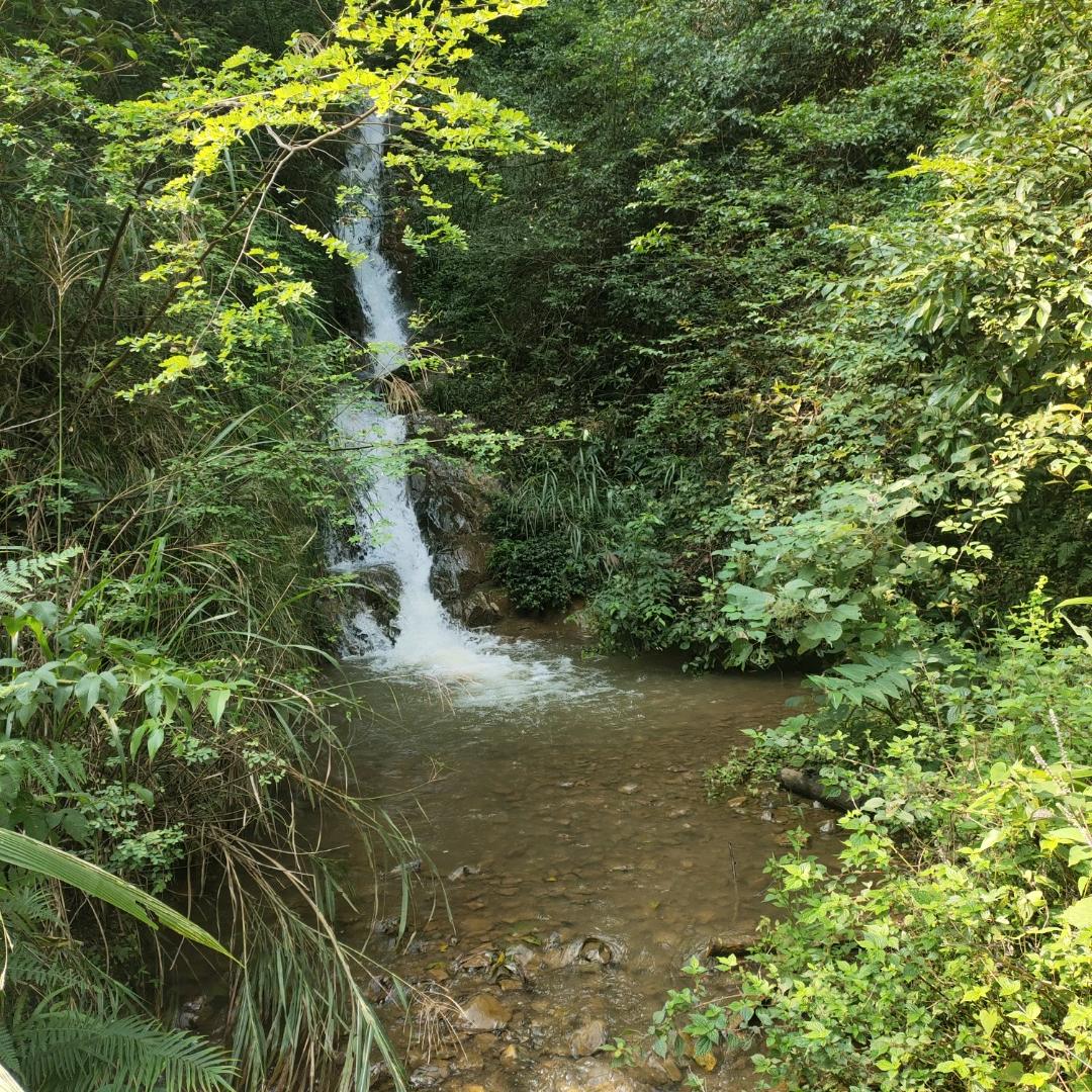 开心果