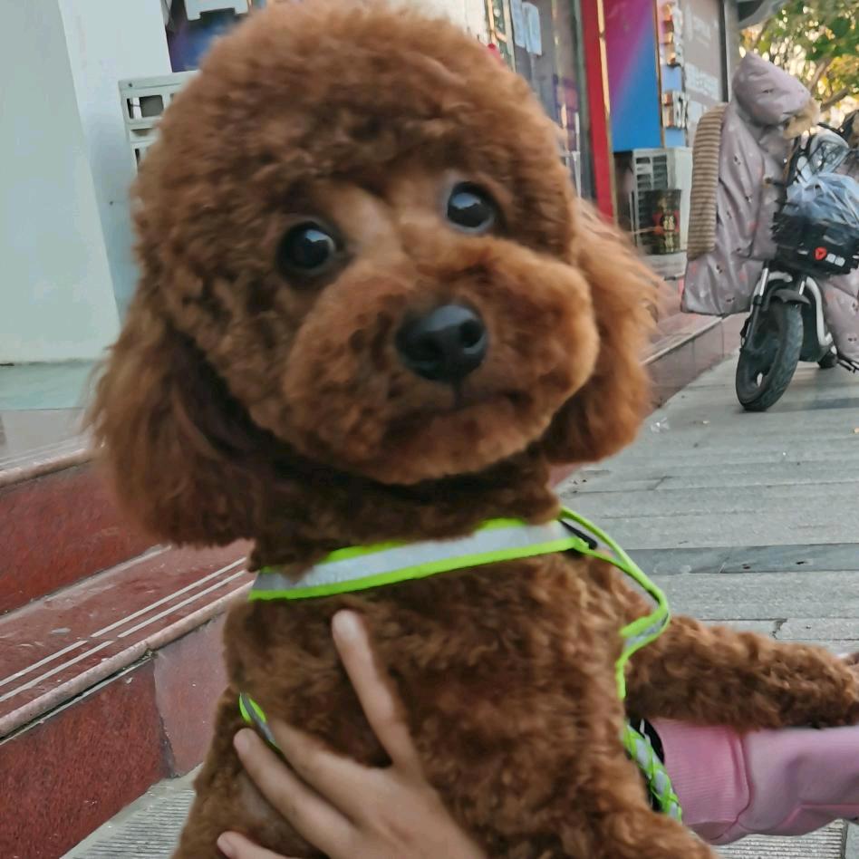 乐贝月包👑