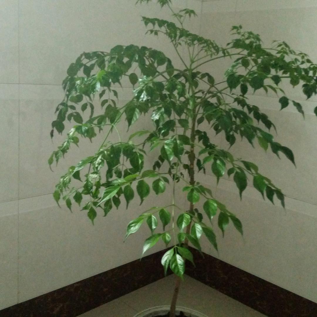 何