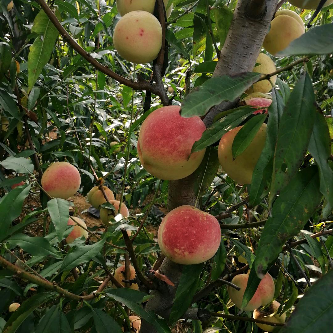 青岛家辉生态农场