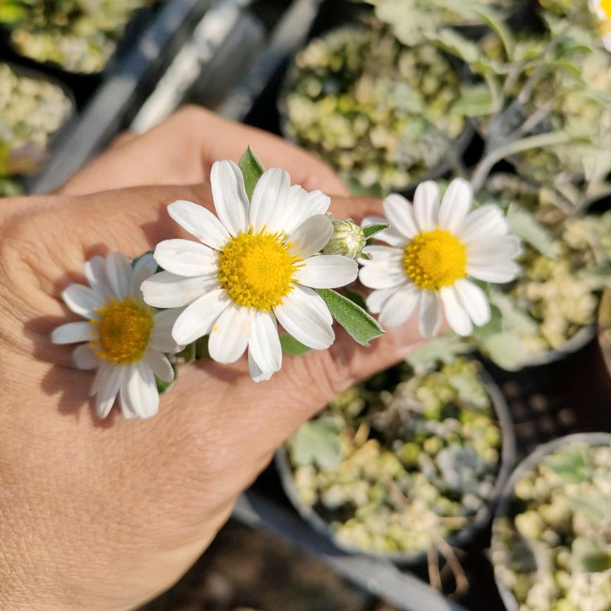 阿牛花卉种植场