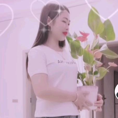 菊