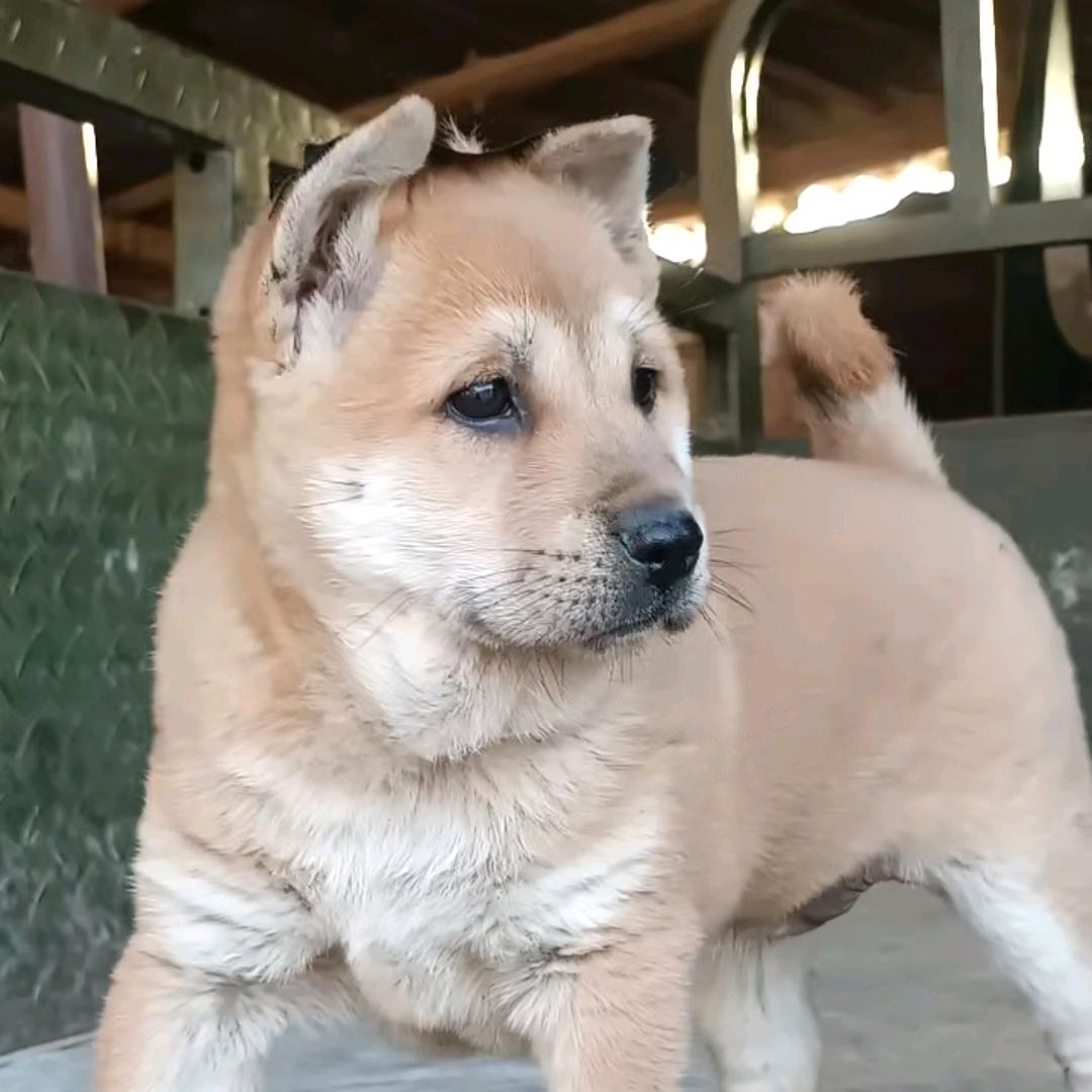 桂系田园犬