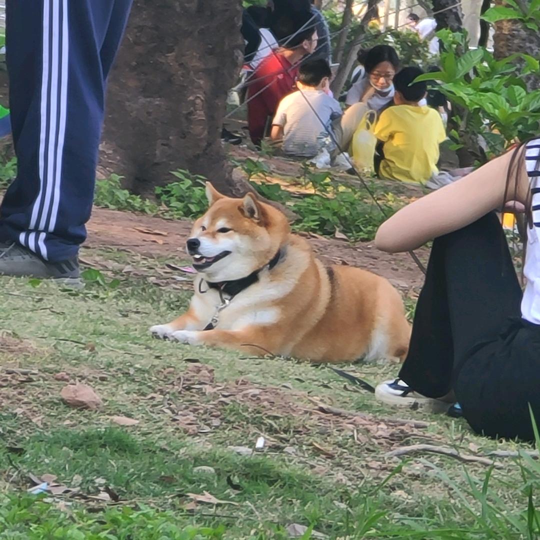 今晚唔冲梁先生