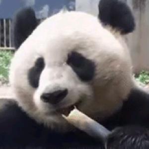 熊猫三千问Panda