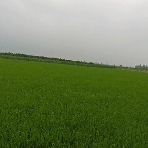 科学勤劳的种田人