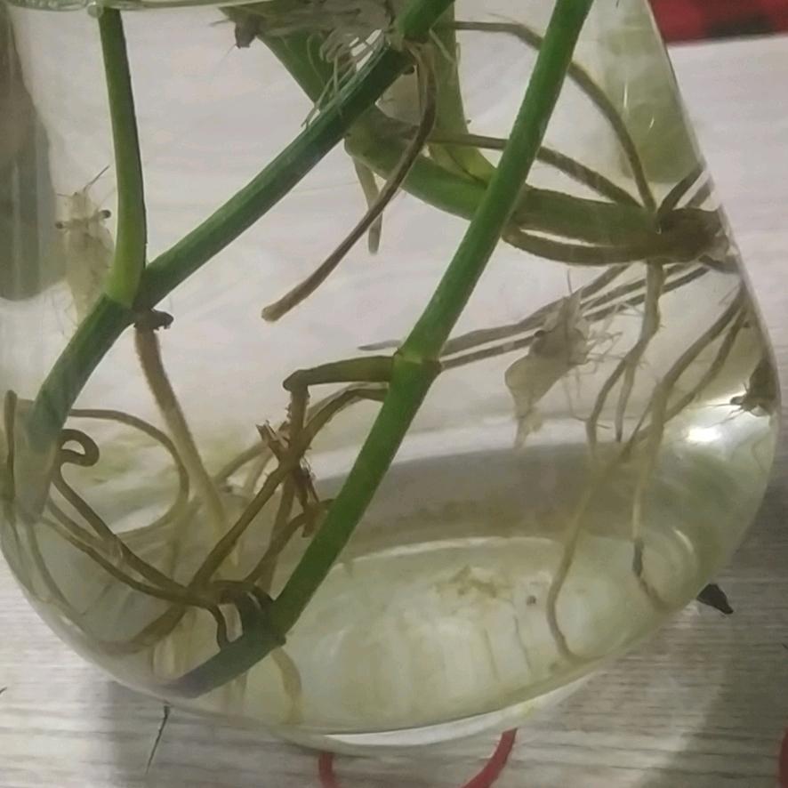 ——枫✔