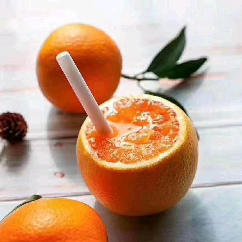 美橙一号豆豆哥