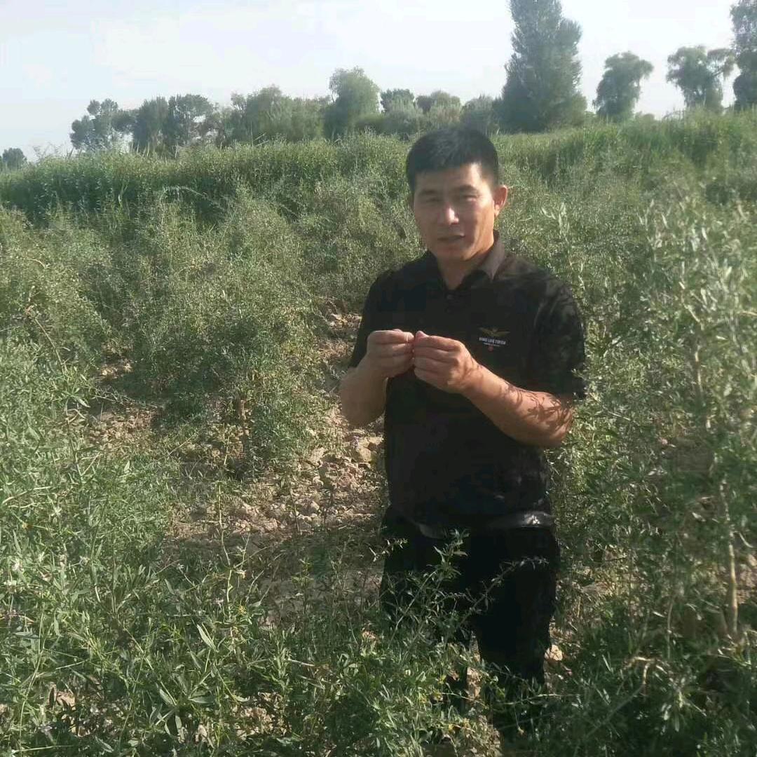 桃花依旧笑春风