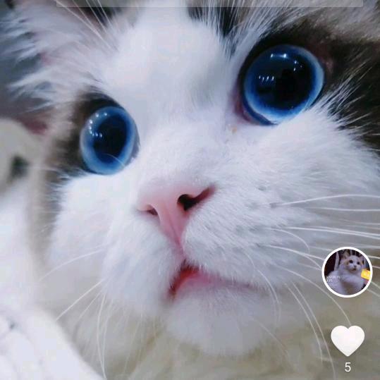 王豌豆儿🐾🐾