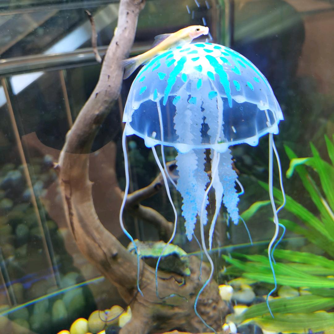 看热闹的吃瓜群众头像