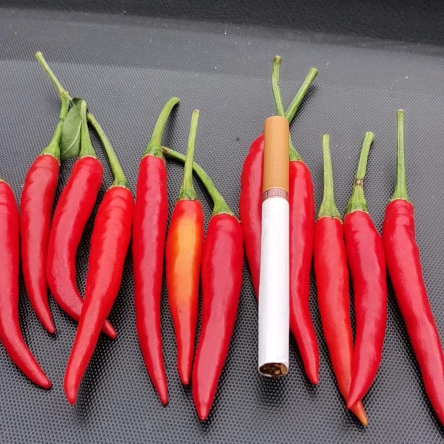 红线椒大量收购