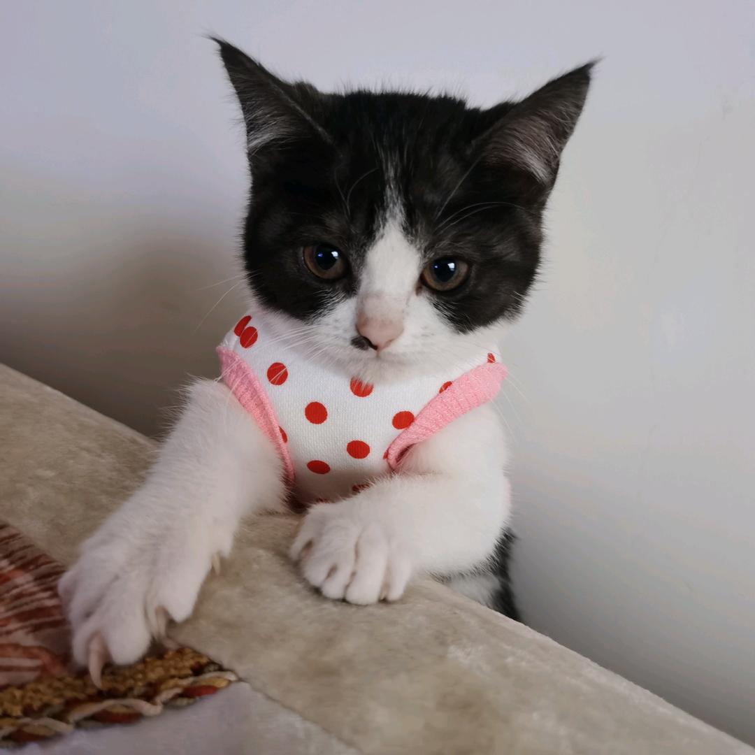 猫咪妞妞