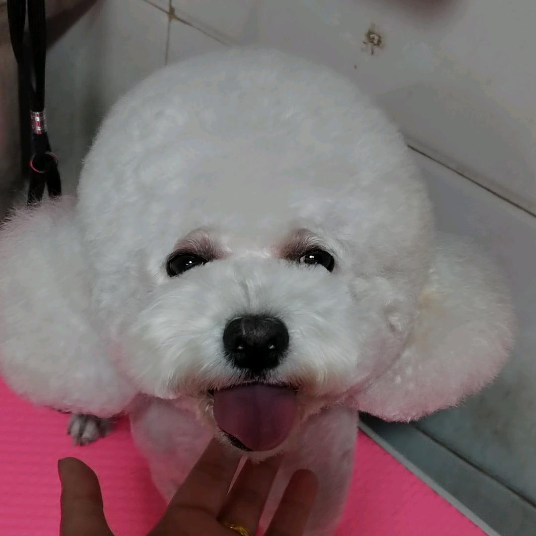 大迷糊(　´・◡・｀)