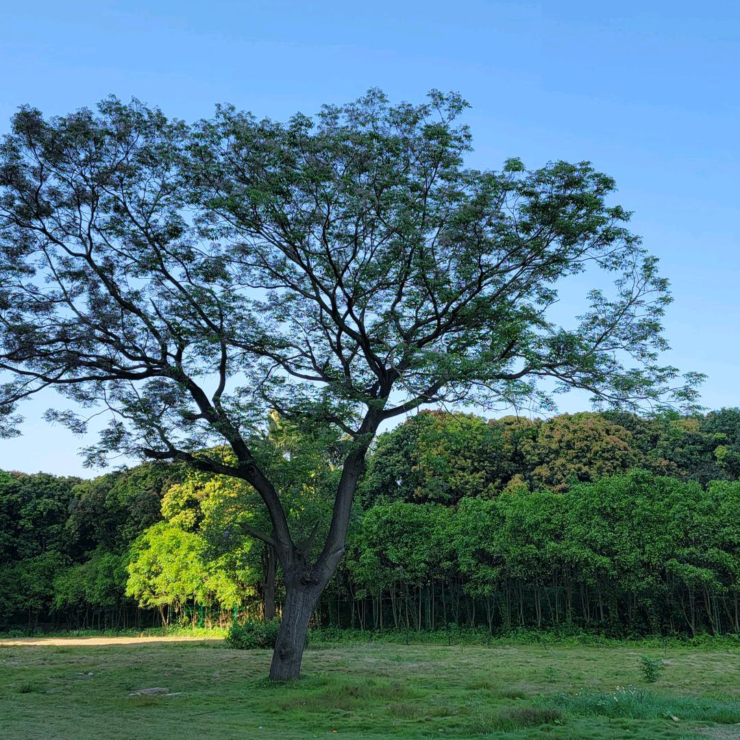 长青树