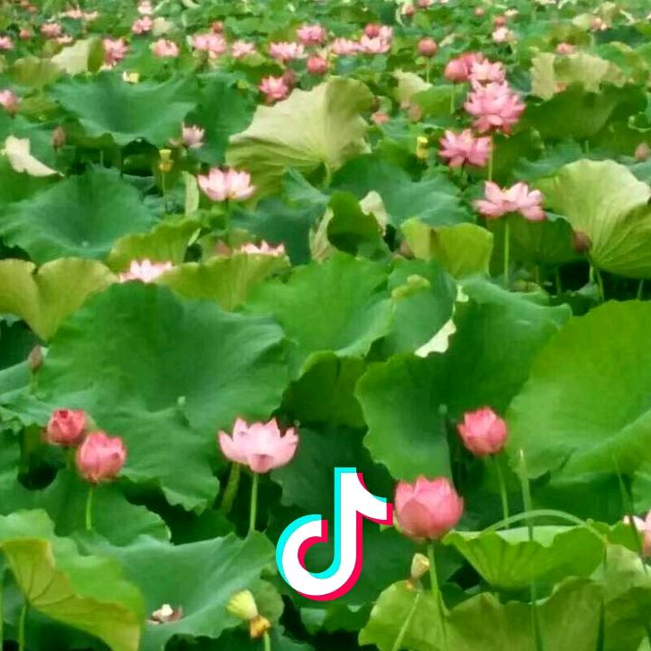 努力奋斗จุ๊บ