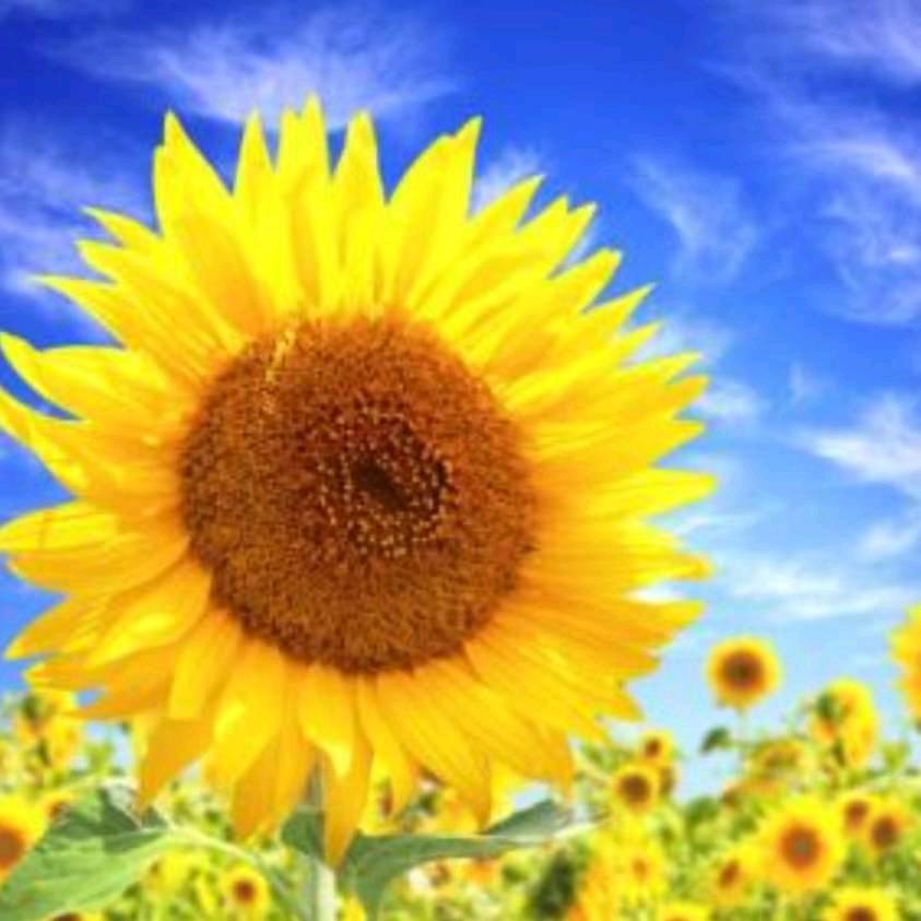 幸福✧＼ ٩(눈౪눈)و /／✧加