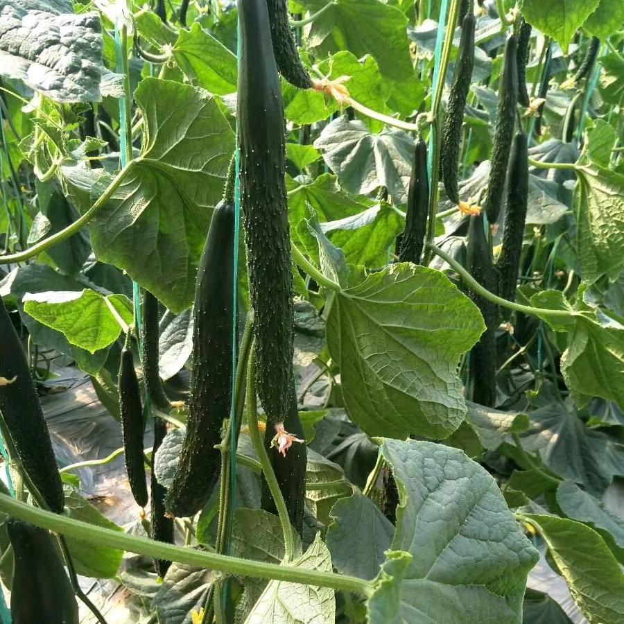 黄瓜种植技术(张老师)