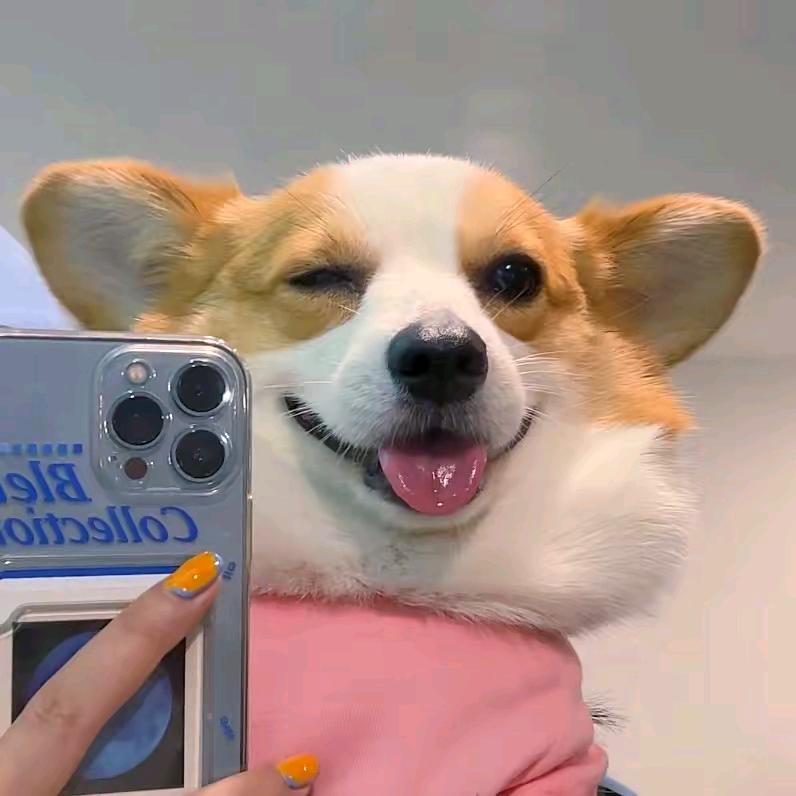 萌萌宠
