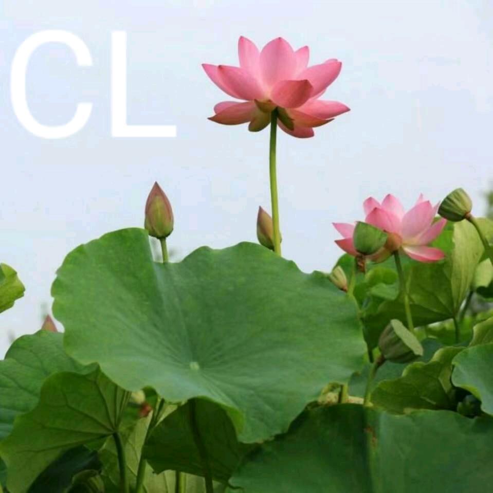 CL