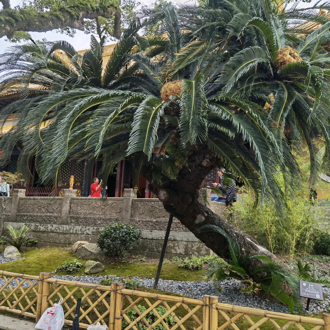 辉总眼不干心不烦（视悦茶）