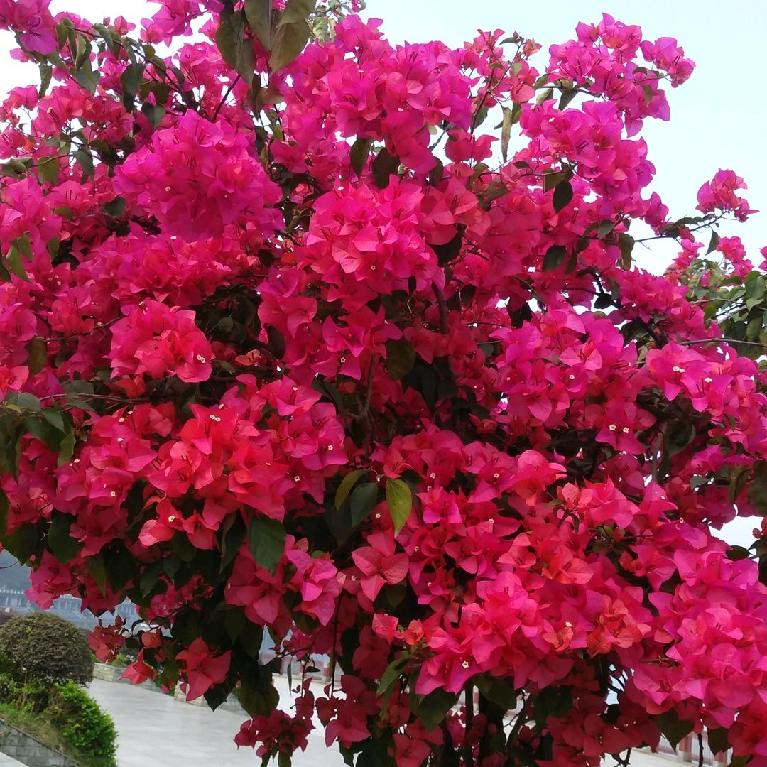 午后茶香（向姐）