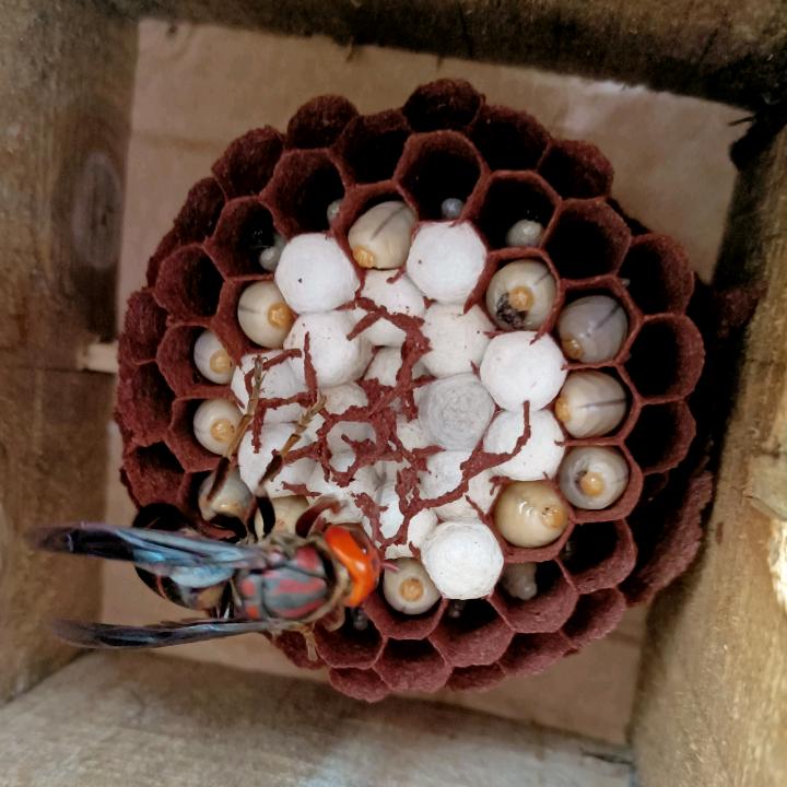 林下葫蜂养殖