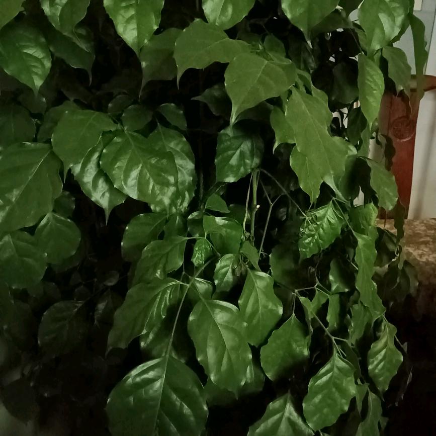 闹店镇金玉满堂